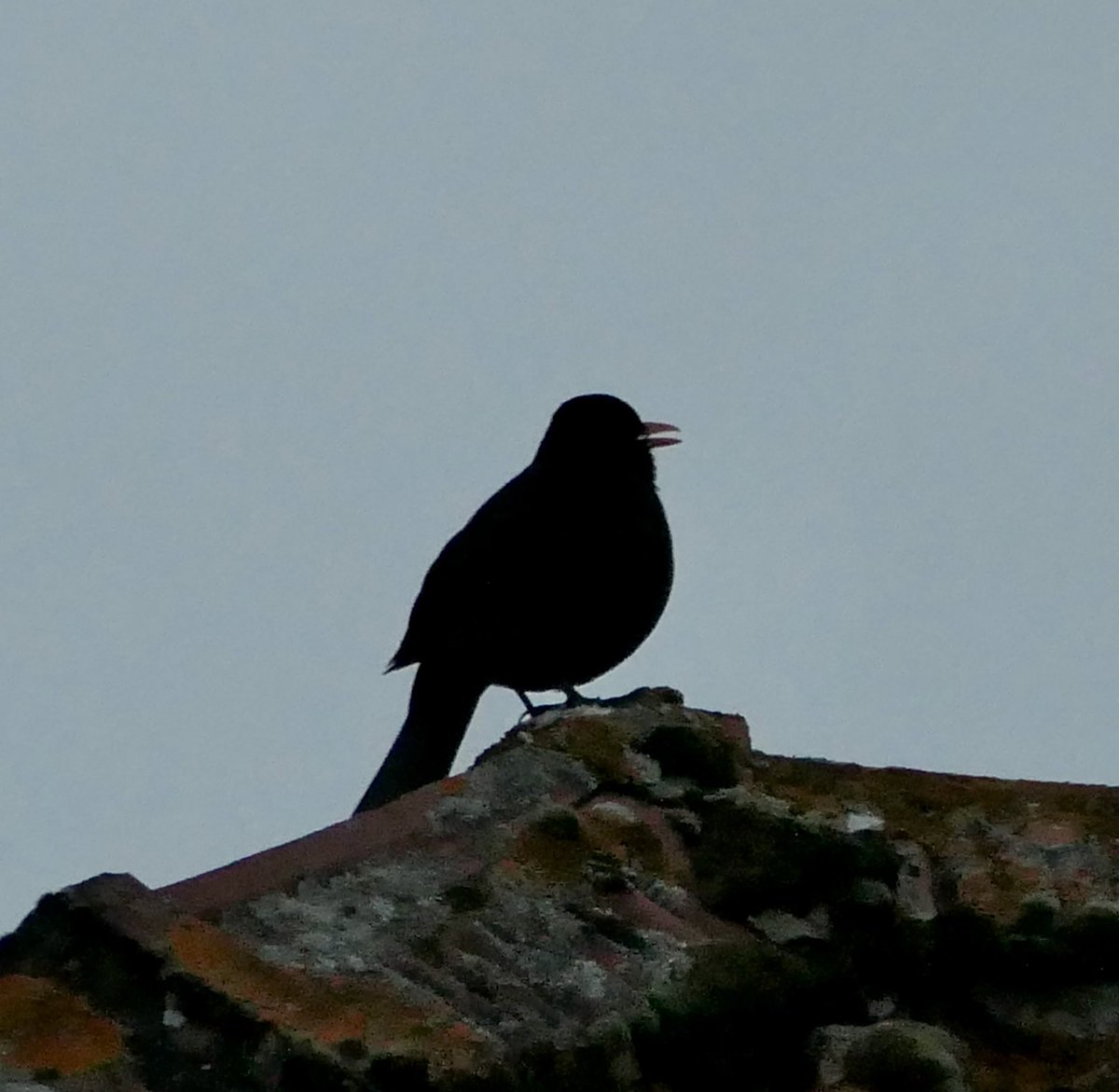 Die Amsel singt ihr Abendlied, noch bissle zaghaft, aber sie singt es. 😀😊😎