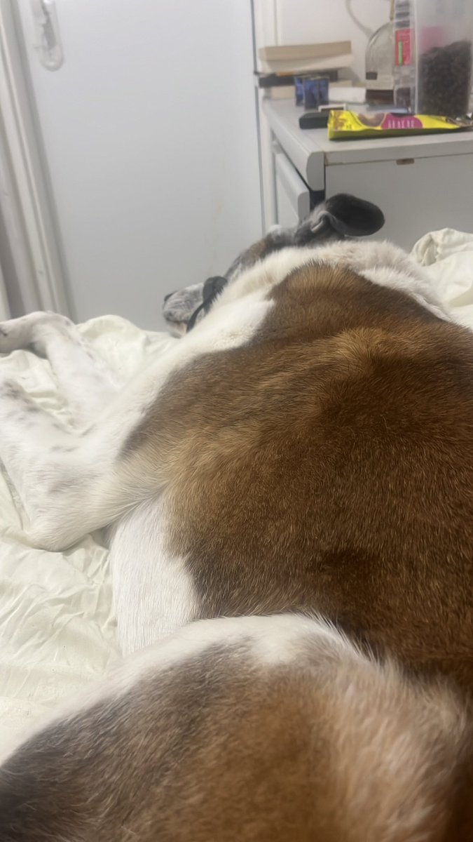 Rabbi_Sykes's tweet photo. Napping in our safe room. Itโs ok for us to leave hut Hamilton is exhausted from the anxiety he experiences each time the air raid sirens goes off.
#Itsadogslife
#JavidShahโโโโโ
#FreeIran
#shavuaTov https://t.co/s1MjmG9uOH
