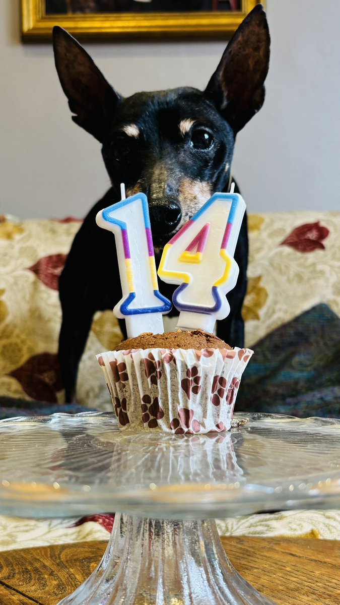 annawebbdogs's tweet image. When Mr Binks was 14 yesterday!! 

He loved his cake! 

#birthdayboy #rehome