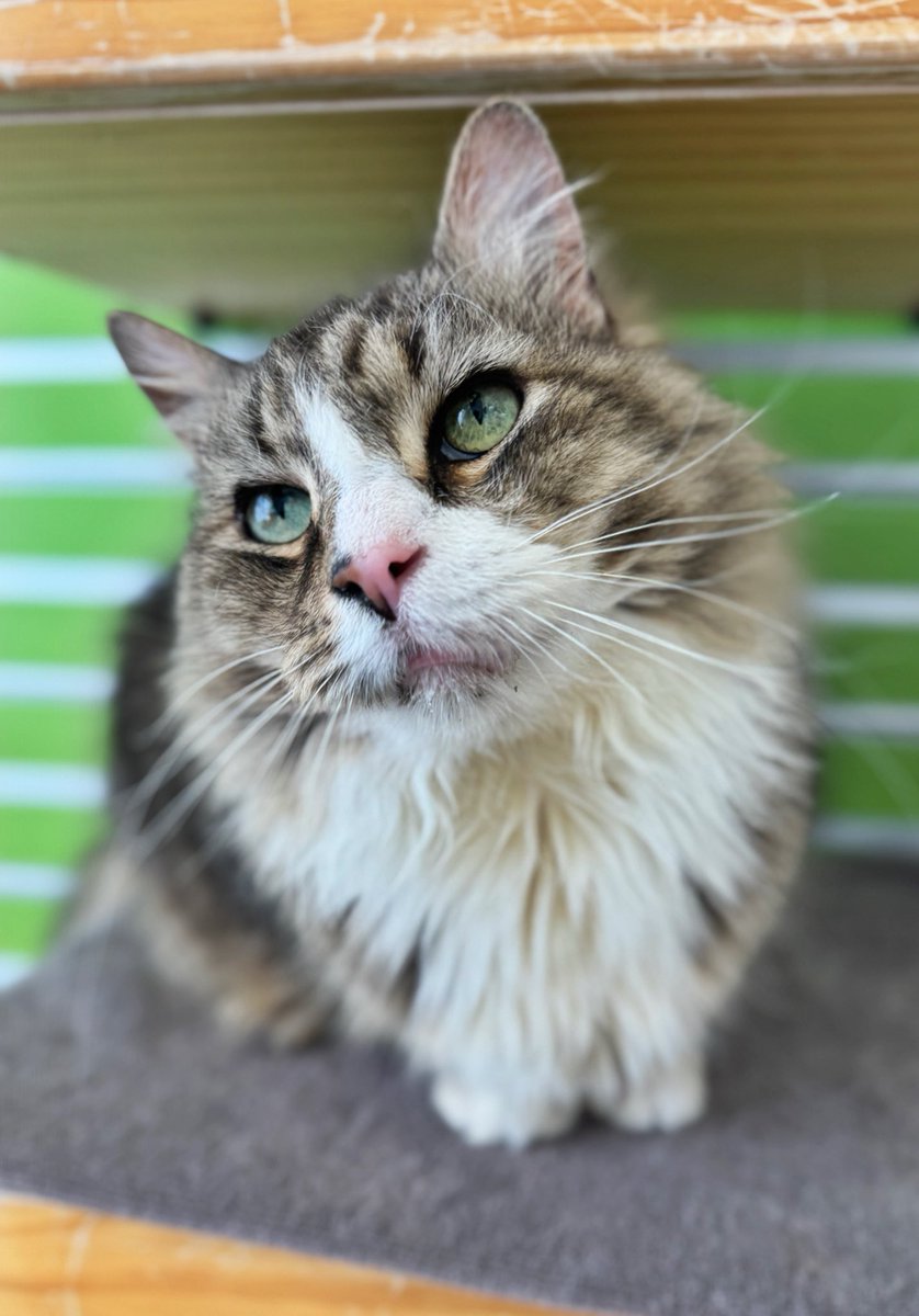 Maria Pulcinella tweet media