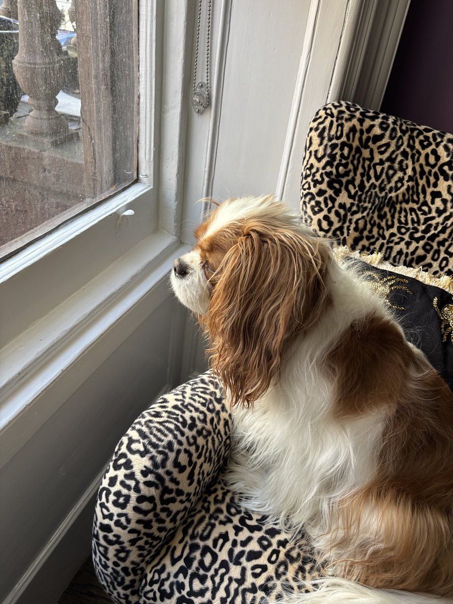 Maureen Van Zandt tweet media