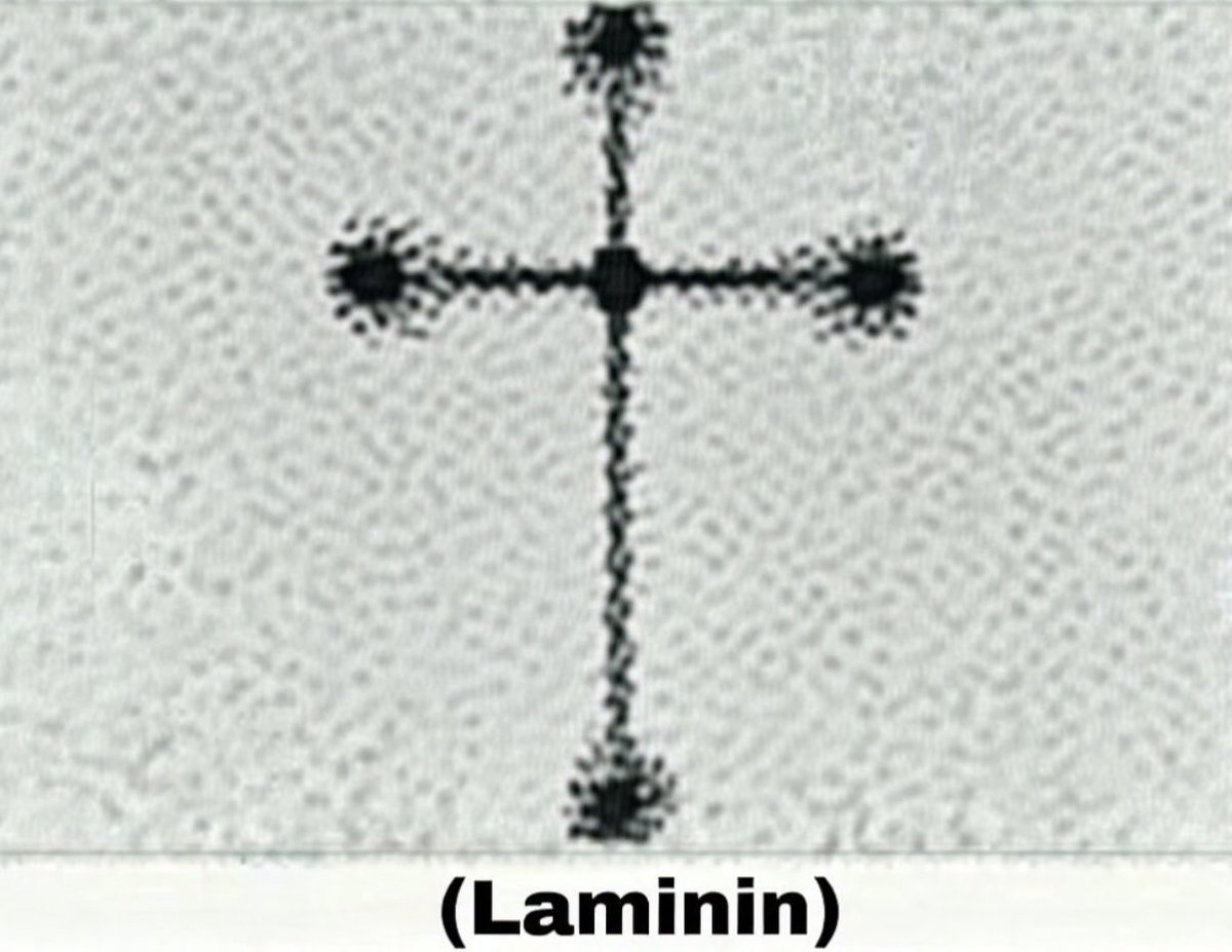 The molecule that binds every human being together has a cross-like shape.