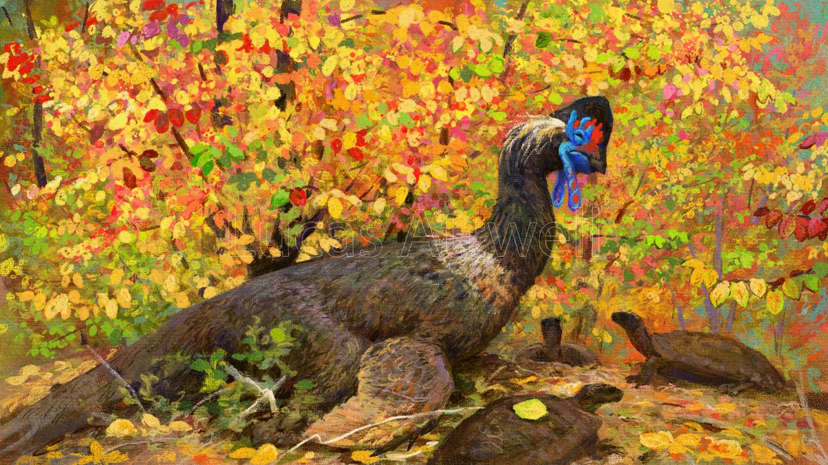 Lucas Attwell 🇦🇷 🍉 tweet media