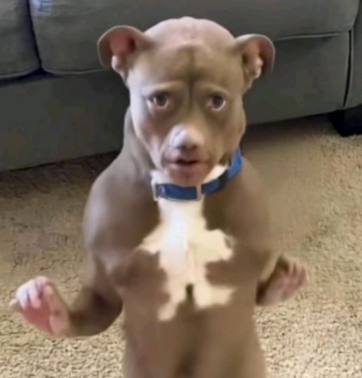 big_xabi's tweet image. Uy Alexa... Mejor mierdota.

#lacasadelosfamosos3 #lacasadelosfamososcol3