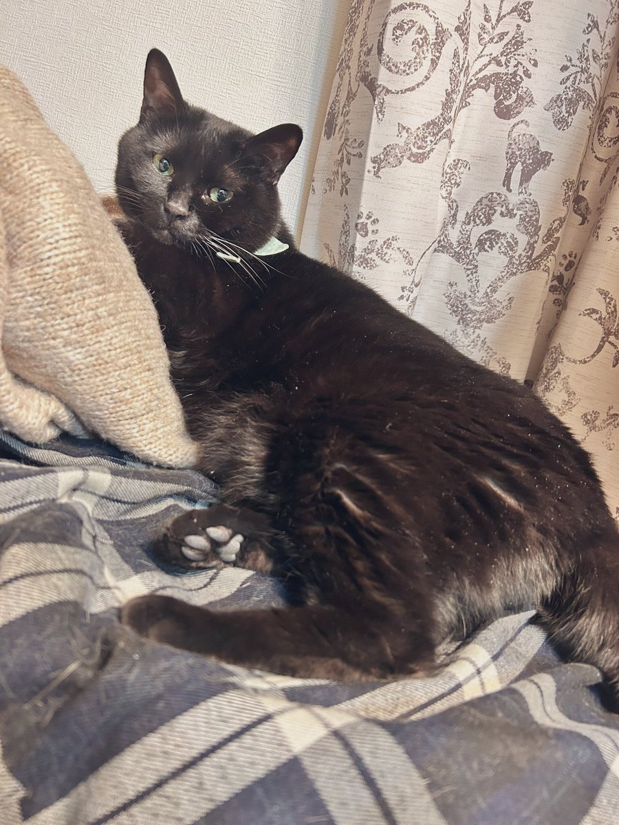 roy20210212's tweet photo. 洗濯物に毛を付着させる系男子🐈‍⬛🐾

#猫 #黒猫 #猫好きな人と繋がりたい #猫のいる暮らし #にゃんこ #ねこ #猫好き #ネコ #猫がいる暮らし #猫がいる幸せ #猫好きさんと繋がりたい #猫写真 #ねこ写真 #ネコ写真 https://t.co/NZAGmaOVgf