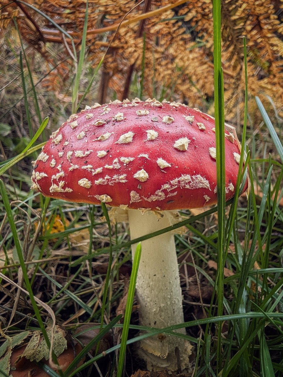 pocketireland's tweet photo. Straight out of a fairytale! ๐ A stunning Fly Agaric hiding in the autumn undergrowth in County Wicklow.
#photography #EastCoastKin #TeamPixel #FlyAgaric #Fungi #AutumnVibes #Wicklow #IrishNature #WildIreland #Toadstool https://t.co/5HBEtgk7z0