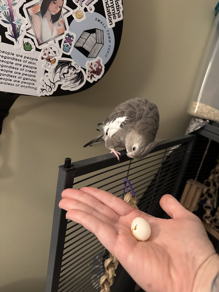 bebypepper's tweet photo. welp…… it’s spring time and i have been feeling nesty. mom says i’m not allowed, but oops… popped out my first (mom says and hopefully last) egg while i was sleepin. it’s calcium time! https://t.co/dLliliqTgL