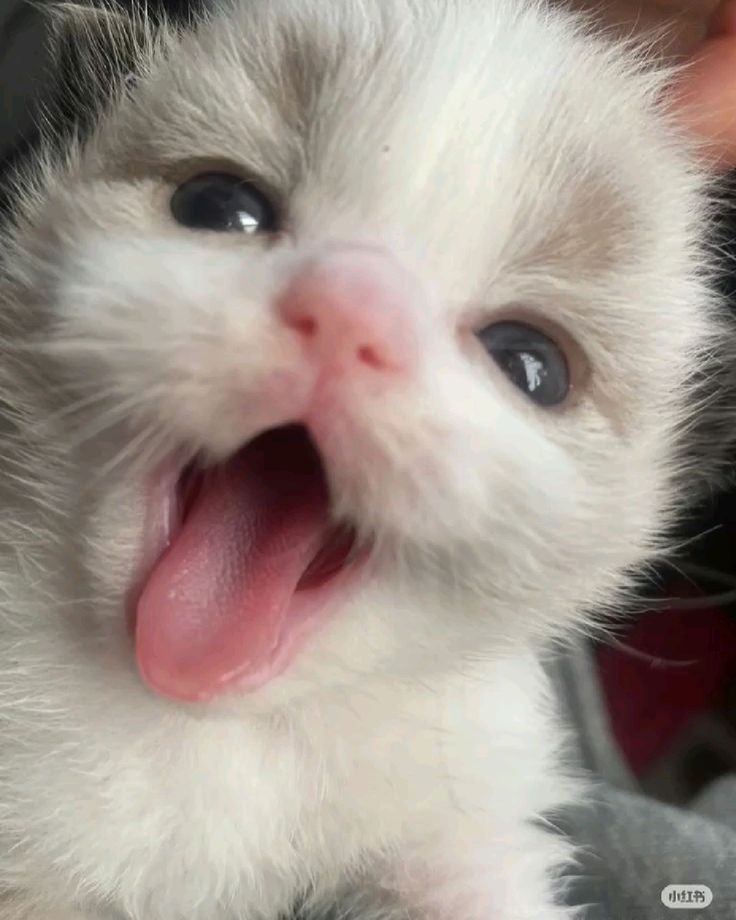 smol silly cat (@catsillyness) on Twitter photo 