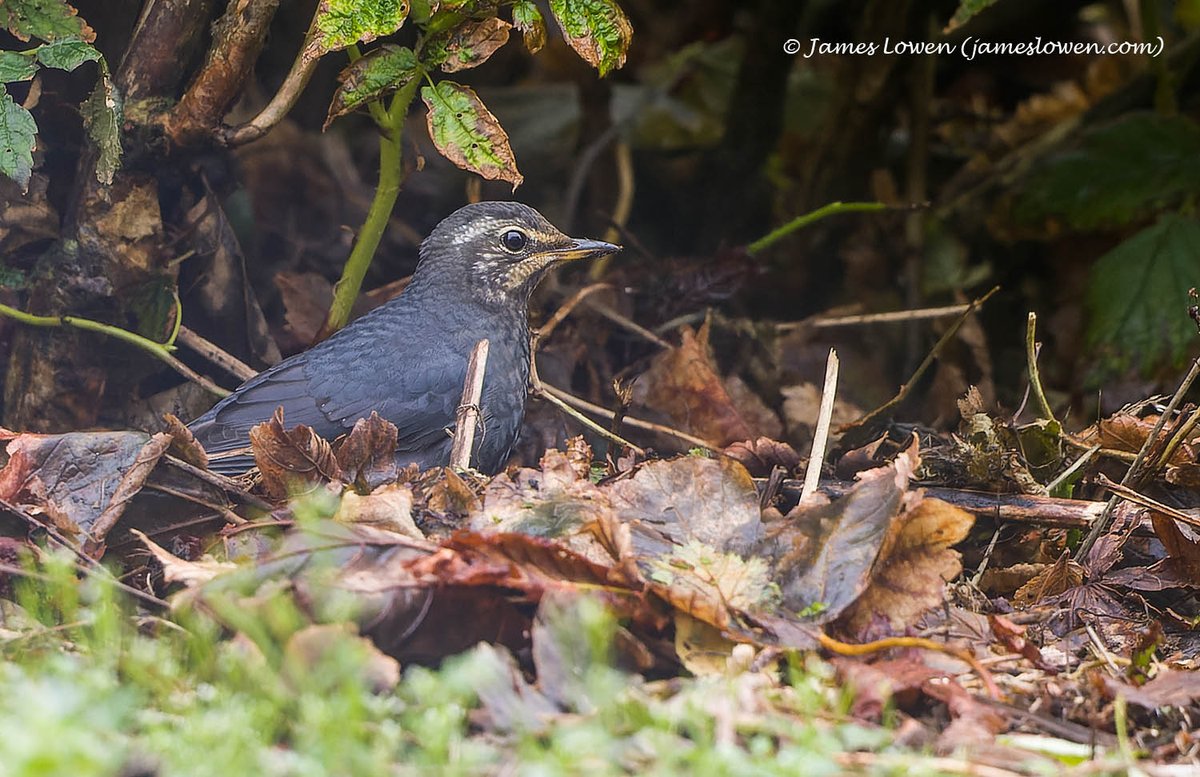 James Lowen tweet media