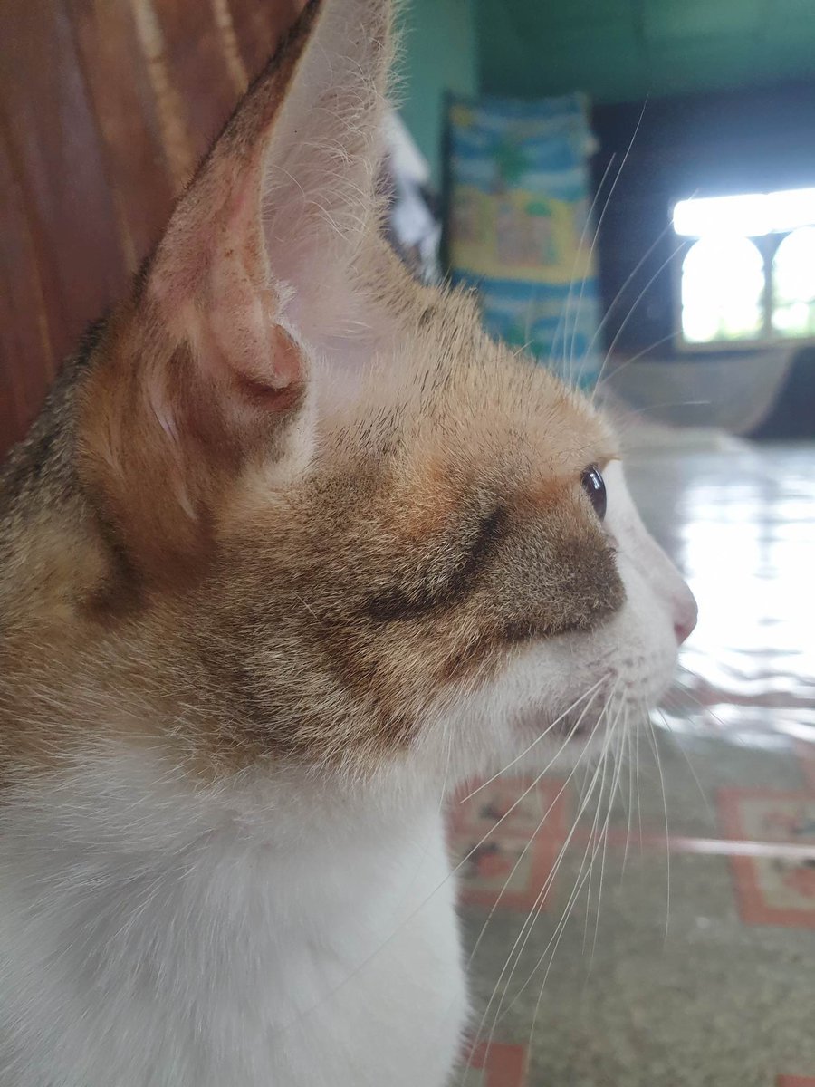 Cool2011kid25's tweet photo. SimSim Vol. 1 https://t.co/tFu4euf7iS