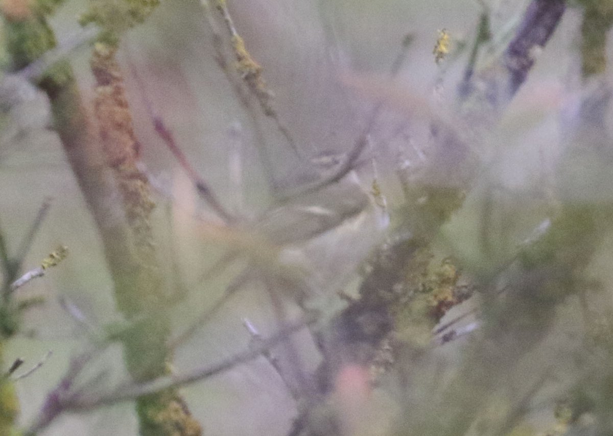 James Lowen tweet media