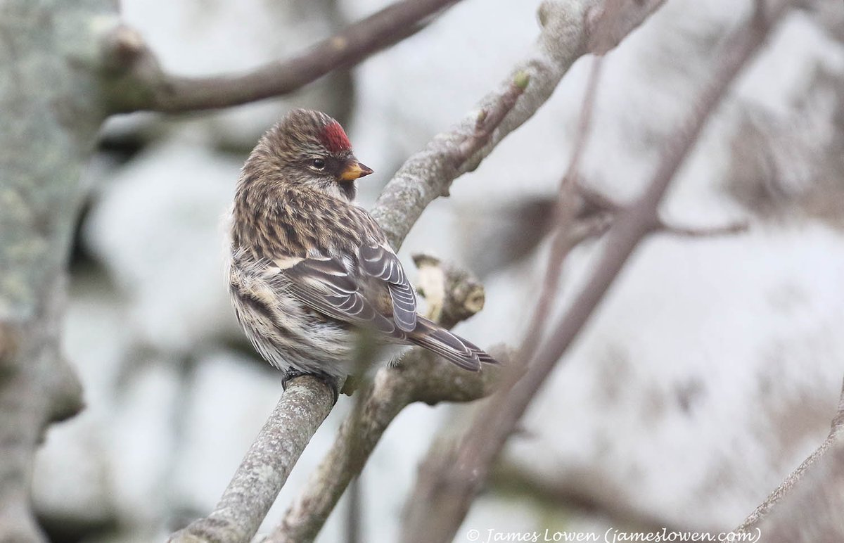 James Lowen tweet media