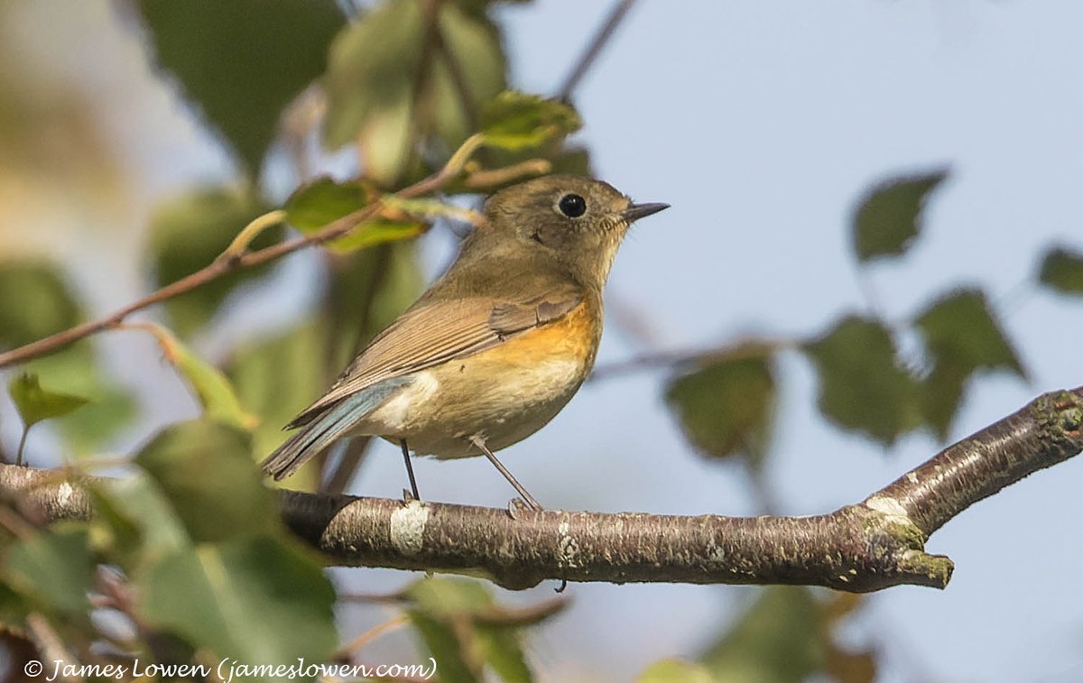 James Lowen tweet media