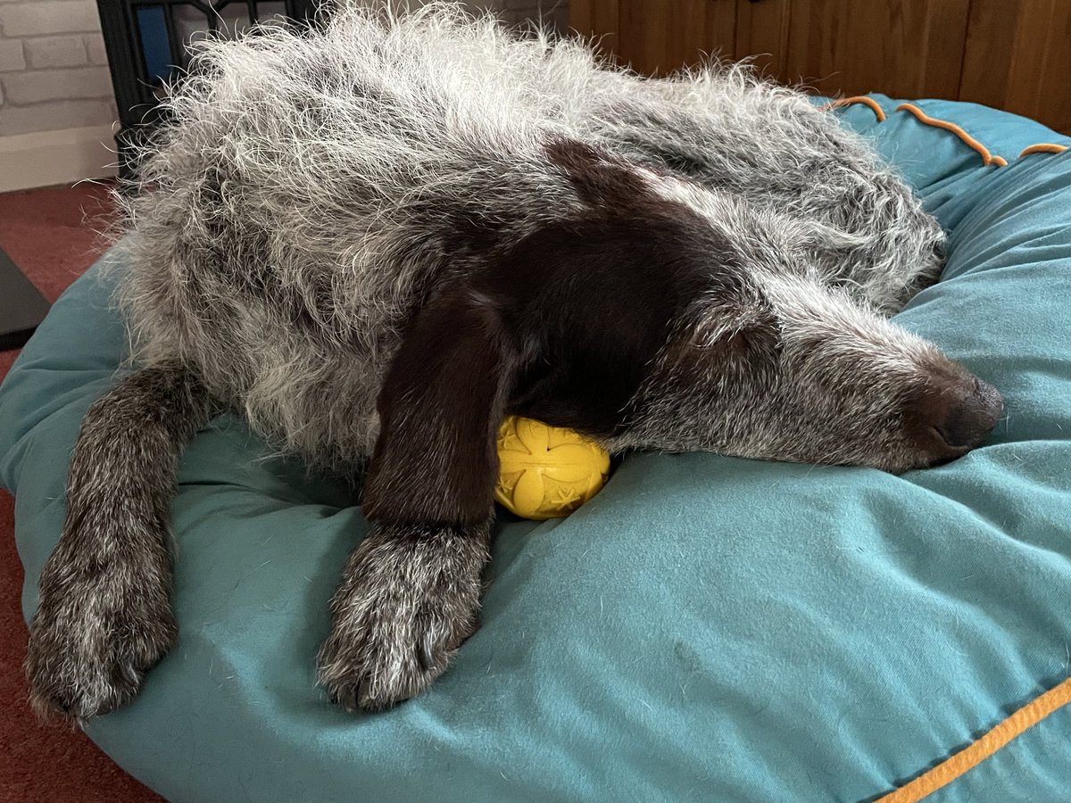 HayhurstBoo's tweet photo. This is my favourite beach find #love #ball #mine #beachfind #dogsoftwitter https://t.co/A95kUc4WT4
