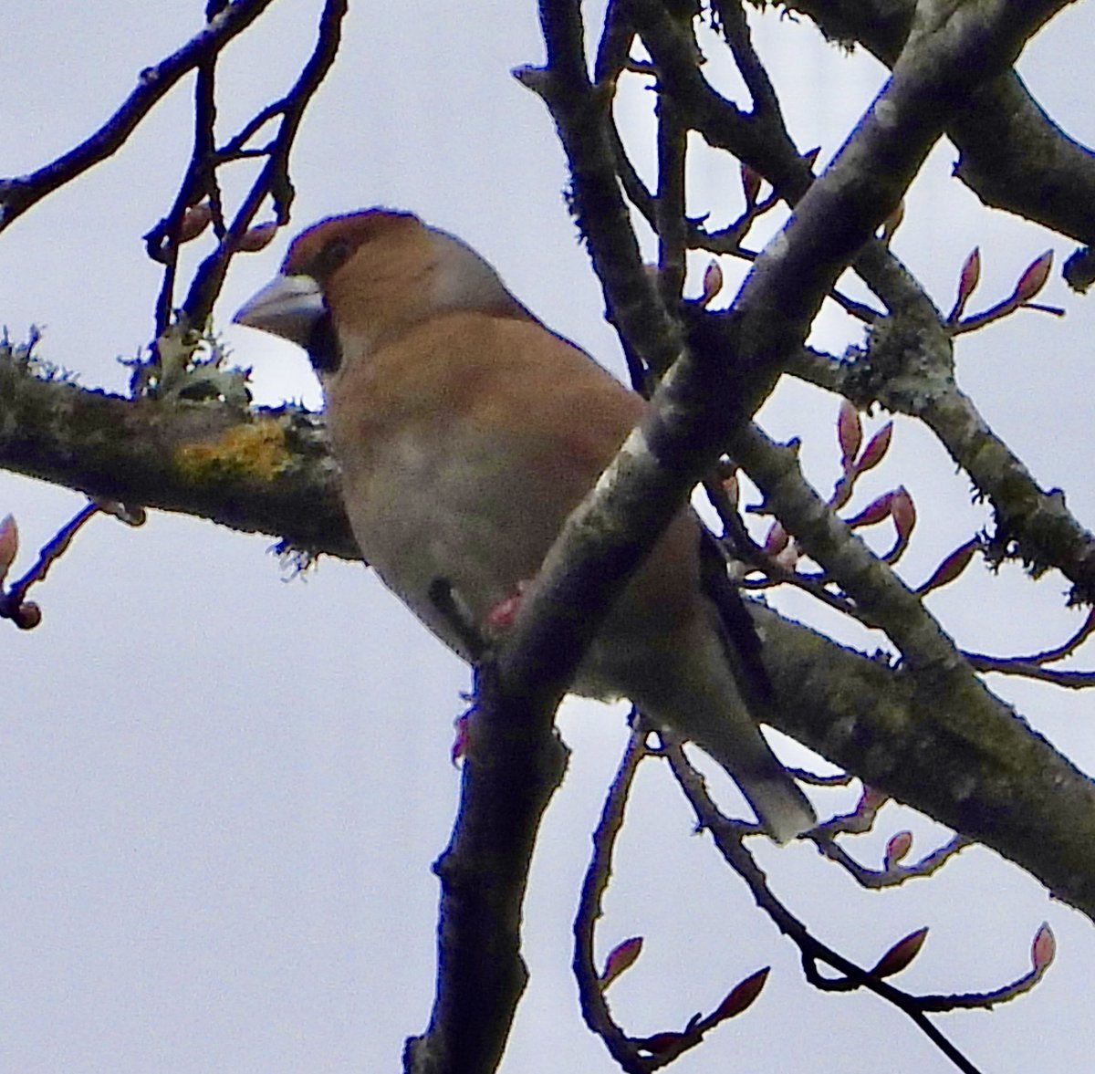 Pauline Gilbertson tweet media