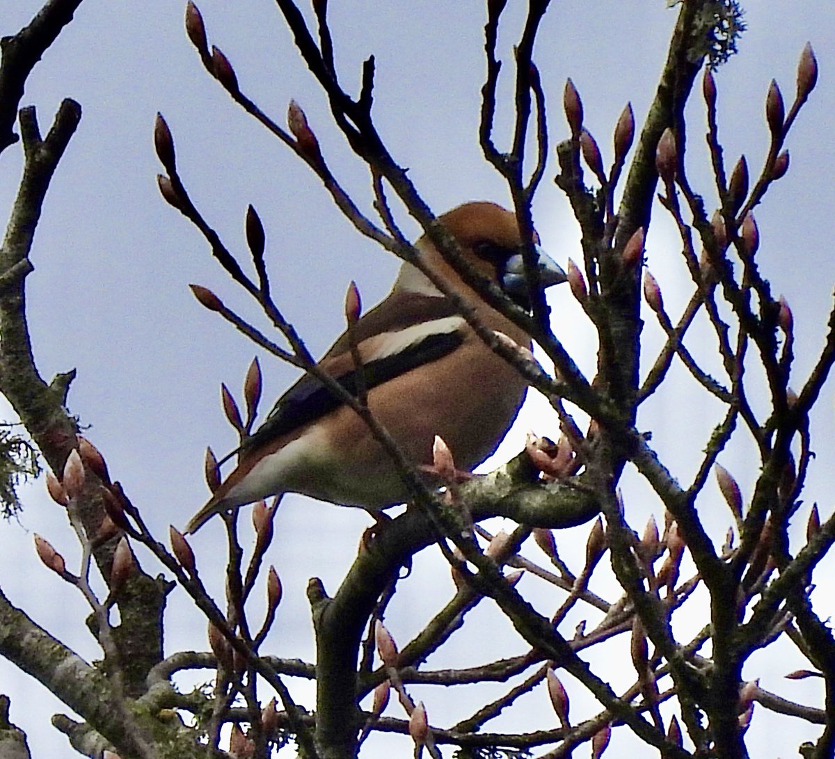 Pauline Gilbertson tweet media