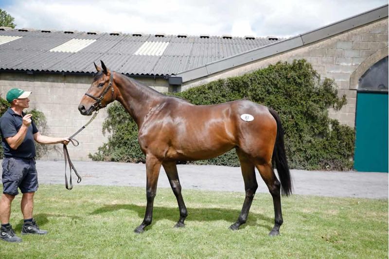 Tattersalls Ireland tweet media