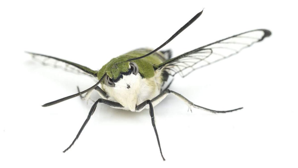 蟲喰ロトワ (むしくろとわ)@TAKEO株式会社CSO tweet media