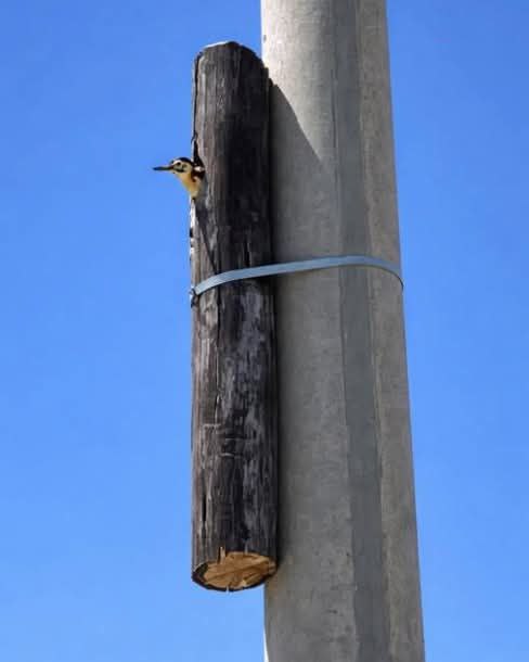 Bohemian Cloud tweet media