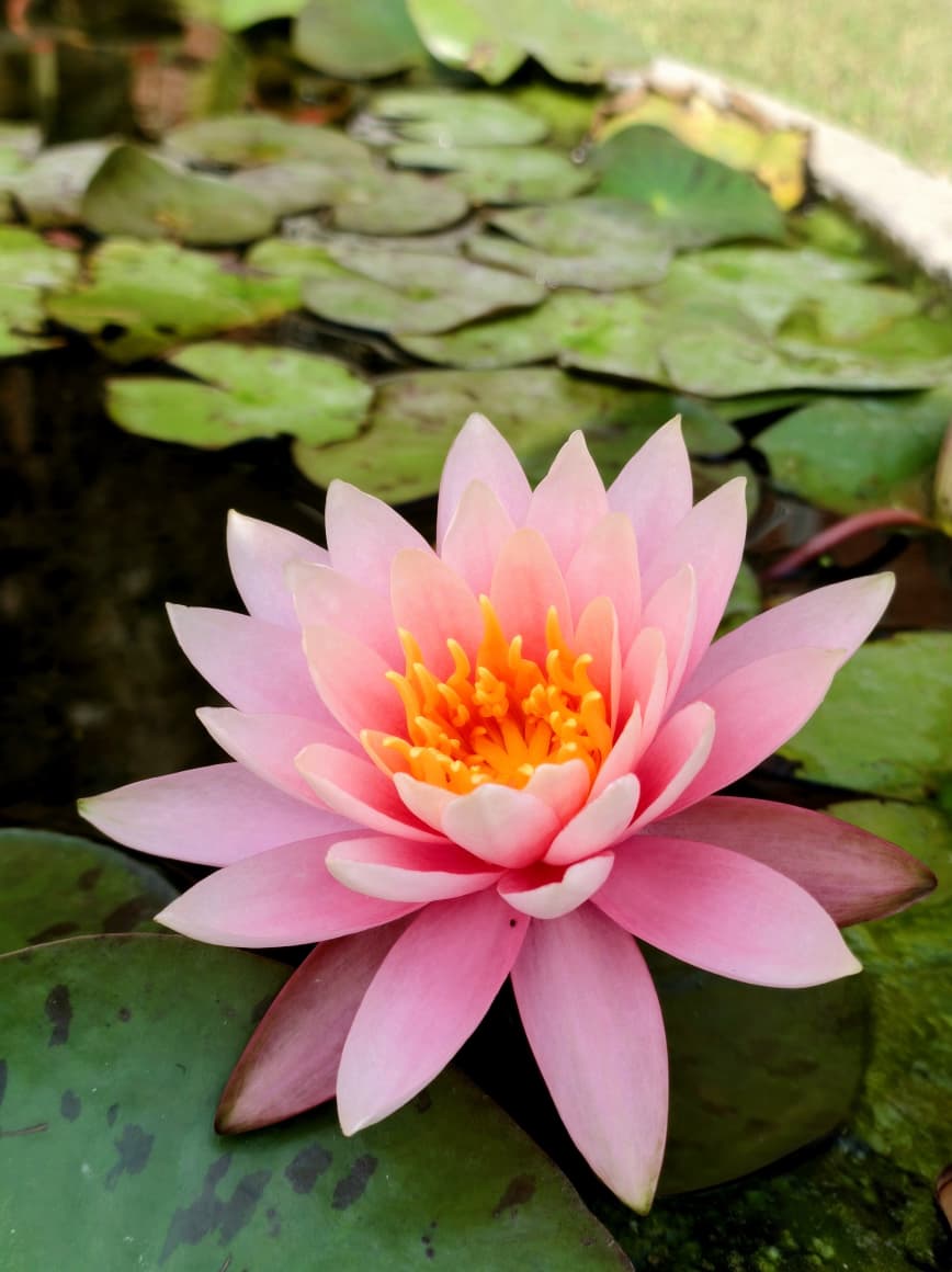 pragya__a's tweet photo. February 2026 
#flowers #garden #gardening https://t.co/yhL0bAZ6EL