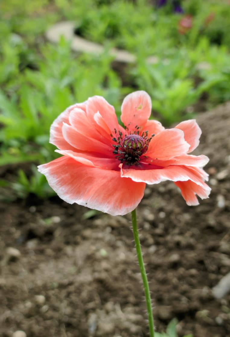 pragya__a's tweet photo. February 2026 
#flowers #garden #gardening https://t.co/yhL0bAZ6EL
