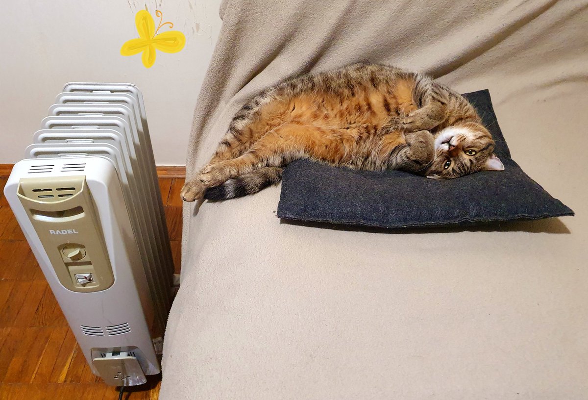 Вашій стрічці не вистачає цього фото мого кота