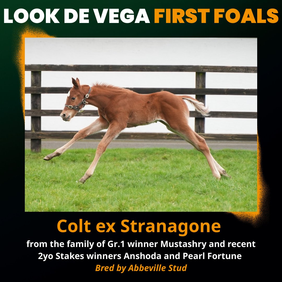 BallylinchStud tweet media