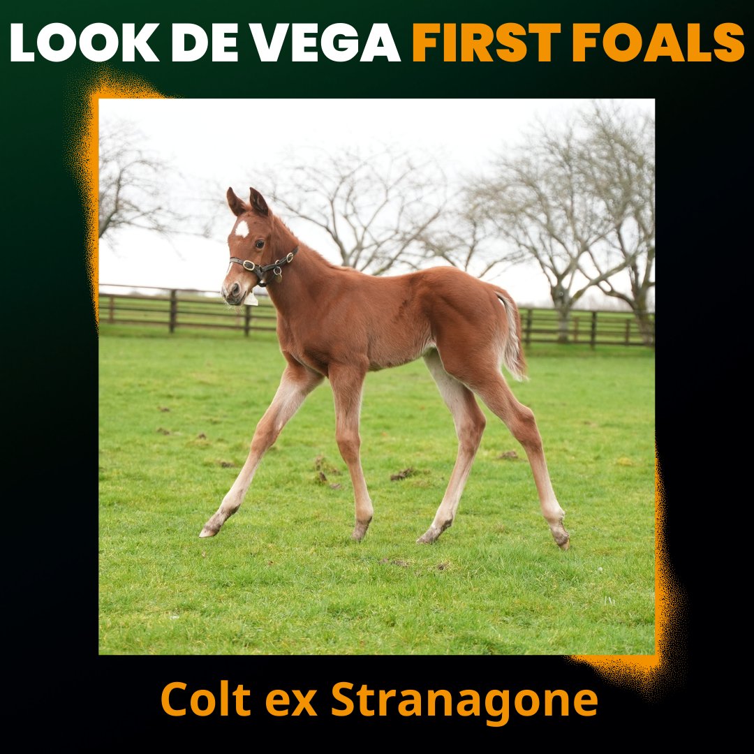 BallylinchStud tweet media