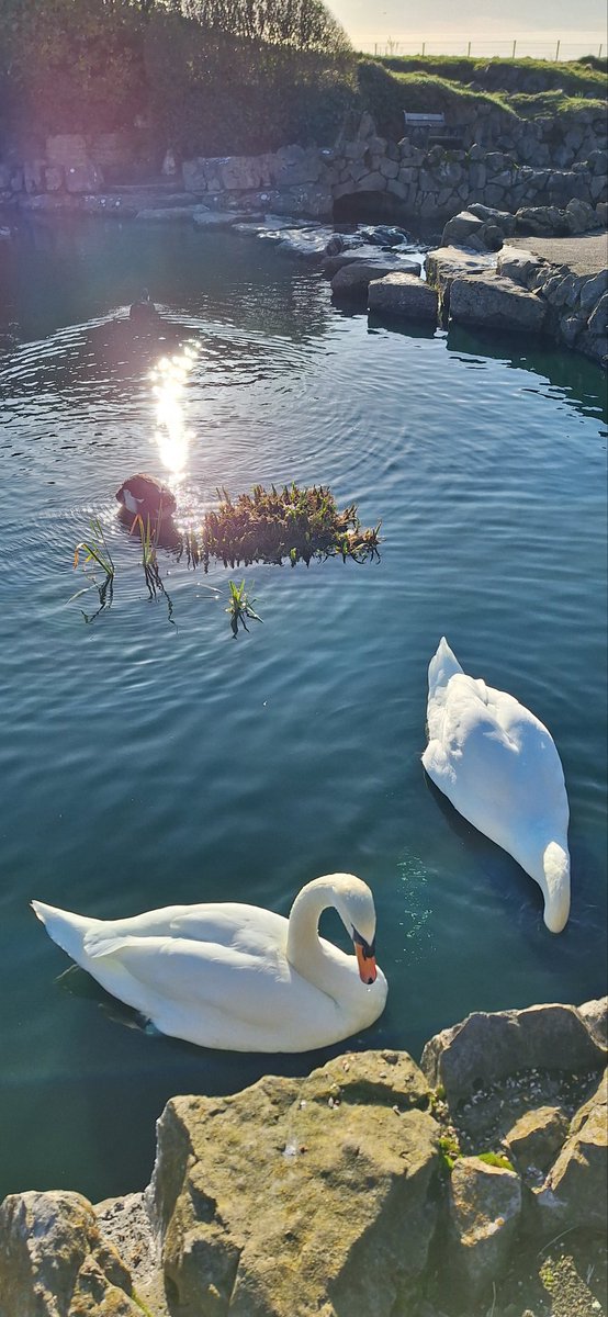 Angie (Littlevoice) & Angel Zara 🌈🐾 😻 💙 tweet media