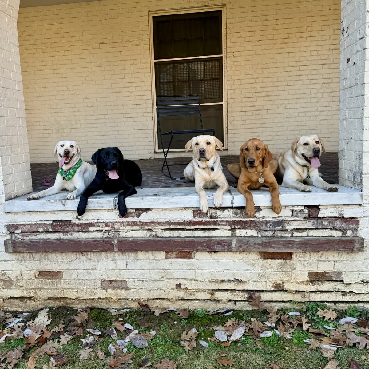 ssdroarformore's tweet photo. It’s a beautiful pseudo-spring day in Happy Valley! Our pups are enjoying a much-needed outdoor playdate together, taking advantage of this gorgeous weather while it lasts. @SSDOGS at @penn_state #DogsChangeLives #FutureServiceDogs #ServiceDogsInTraining https://t.co/ZciZT0gf0L