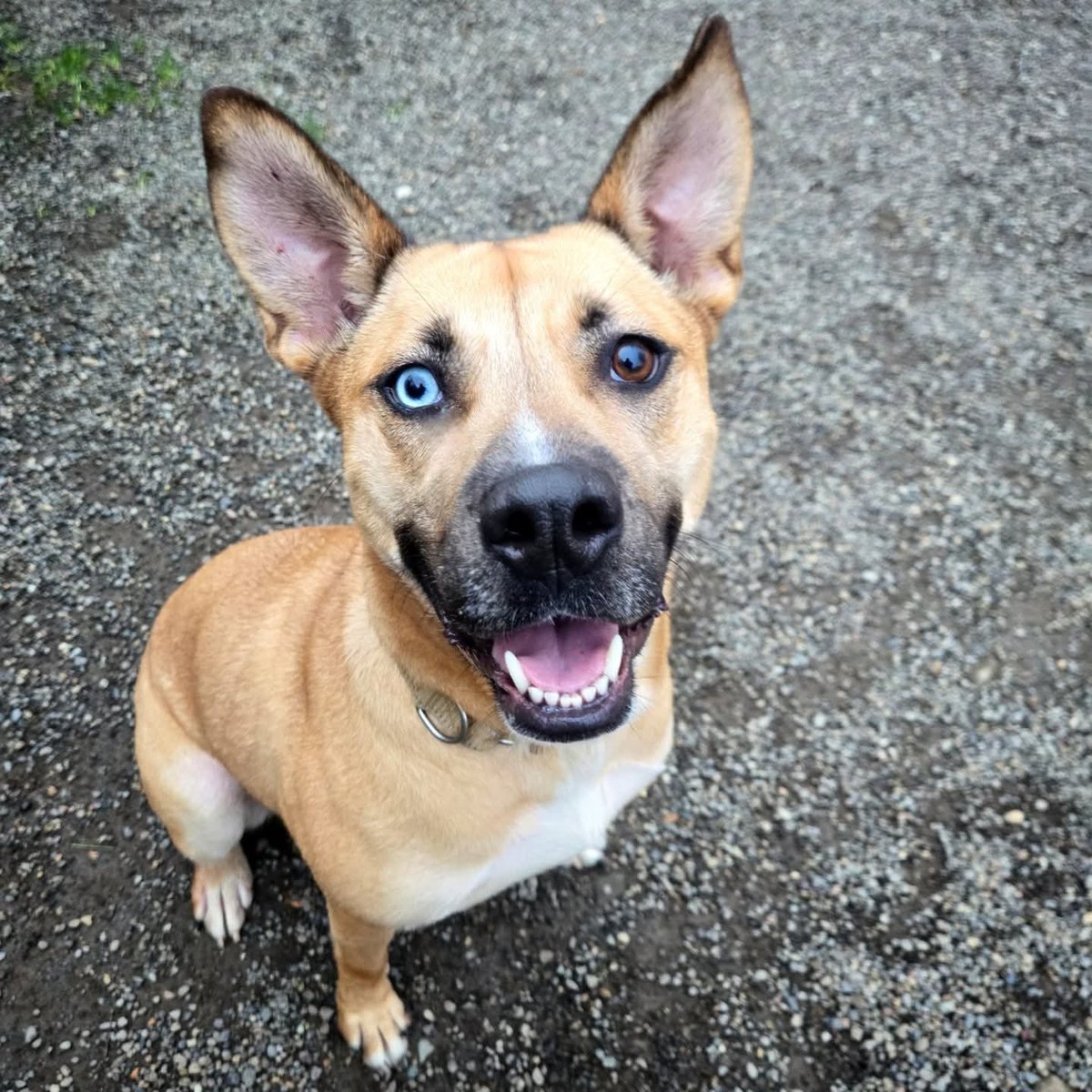 Multnomah County Animal Services tweet media