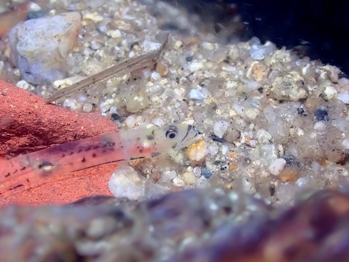 シロウオ
深夜にシロウオ遡上してるかなあと見に行ったところ数千匹が遡上中で産卵行動も見れました。ウキウキで撮っていたものもライトが200ルーメンと貧弱すぎたためワイドで撮れた映像は全てボツ。
また夜リベンジします。