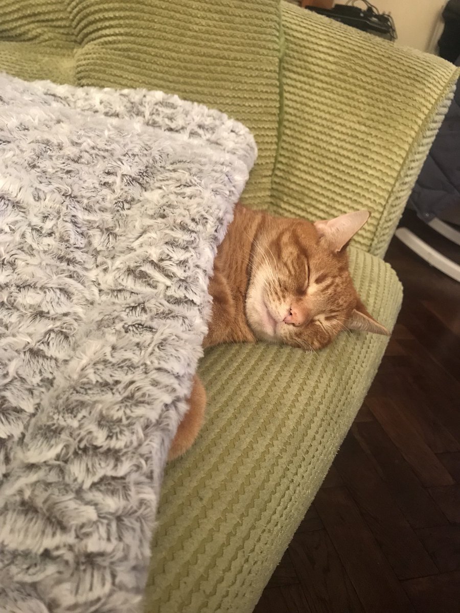 あぁ〜💕 おはよ〜💕 月曜日の前日を存分に楽しめよ！ …とウチの猫が