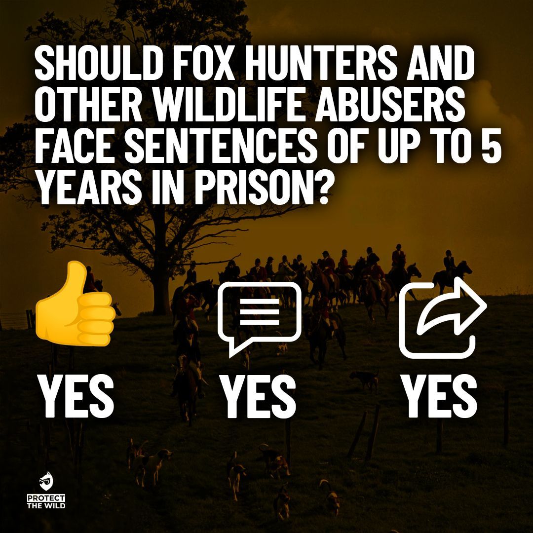 Protect the Wild tweet media