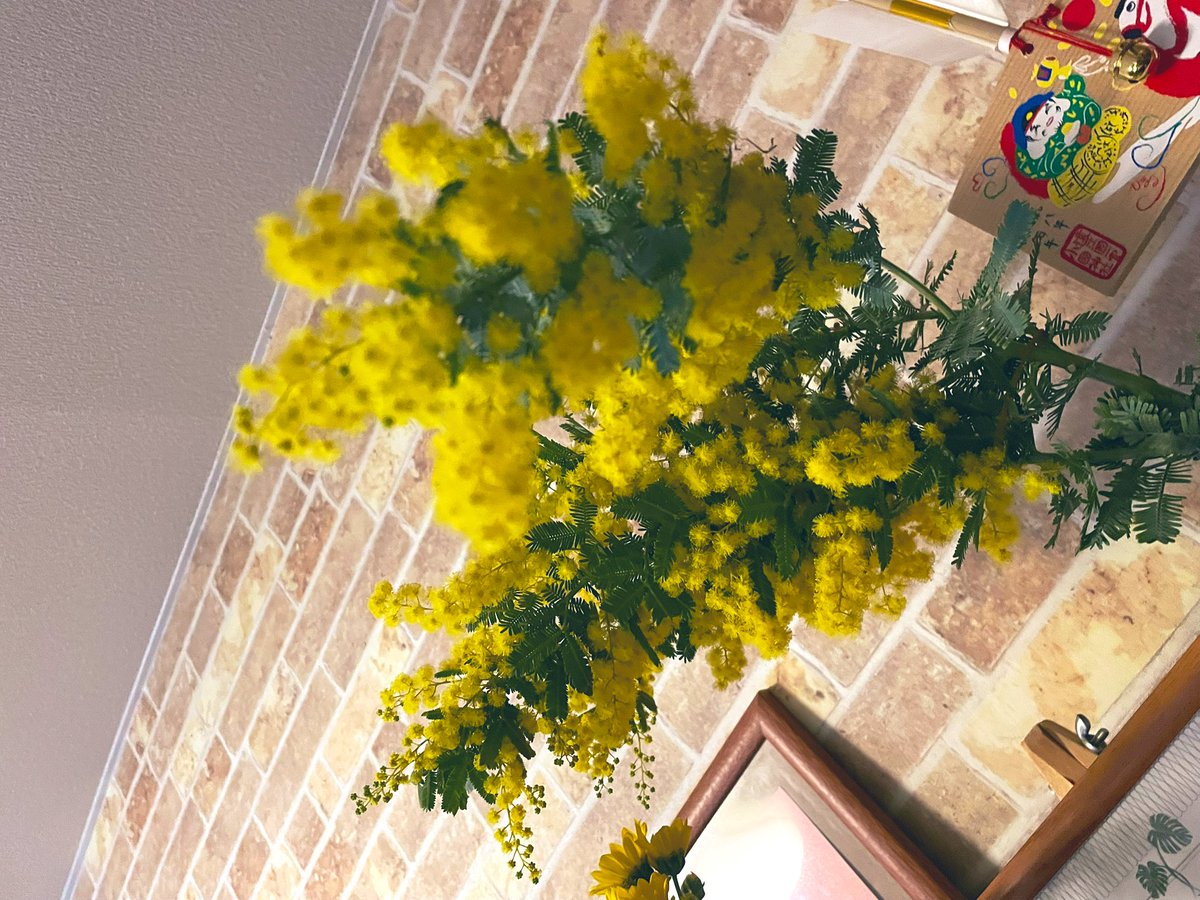 Maa69050819's tweet photo. ミモザの季節🌼

大好きな色🤩 https://t.co/MzvSNjXohy