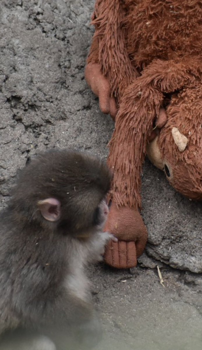 💖 (@twaniimals) on Twitter photo 