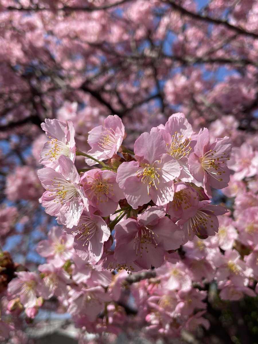 Roy Nakbayaski tweet media