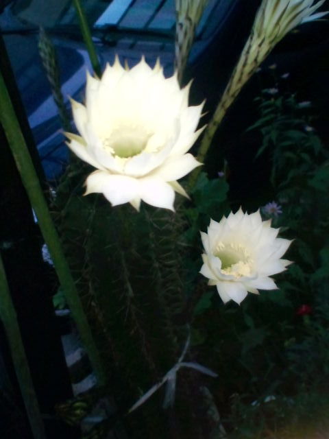 トラトラ＠シバ🥊🚴‍♀️💪 多趣味 tweet media