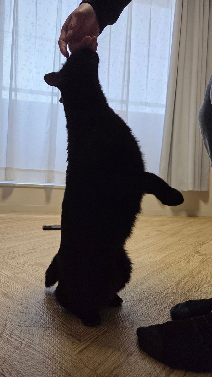 黒猫 (@kuro_nagasaki33) / Posts / X