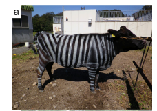tankyuhiroba's tweet photo. （イグノーベル賞）【シマウマのように体に白黒の縞模様を描くことで、牛は吸血バエの攻撃を避けることができるのか？】本研究はこの問いに答えるために、牛の体表に白黒の縞模様を描くことで吸血バエの寄生を軽減できるかを検証しました。目的は、化学薬剤に頼らない害虫防除の新たな方法を明らかにし、畜産現場での環境負荷低減と動物福祉の向上に寄与することです。

方法として、黒毛和種の雌牛6頭を対象に、体表を白黒縞（B&W）、黒縞のみ（B）、無塗装（CONT）の3条件に分け、ラテン方格法によりそれぞれの効果を比較しました。各牛について、体表に付着するハエの数を写真で計測し、頭の振り・脚の踏み鳴らし・尾の動きなどの忌避行動を観察しました。

その結果、第一に、白黒の縞模様を描かれた牛では、他の条件に比べてハエの付着数が有意に少なく（約50％減、p<0.001）、忌避行動の頻度も減少することが明らかになりました。第二に、特に頭を振る・脚を踏み鳴らすなどの激しい行動が減り、皮膚を震わせる軽微な反応が増える傾向が見られました。これにより、白黒縞がハエの接近や着地を抑制する視覚的効果を持つことが示唆されました。第三に、この防除効果は個体差を超えて安定しており、模様のコントラストそのものが重要な要因であることが示されました。

結論として、シマウマのような白黒縞模様は、吸血バエによる被害を軽減する自然由来の防御手段として有効であり、殺虫剤を使用しない持続可能な畜産環境づくりに貢献する可能性が示されました。

Kojima, T., Ueda, K., Oishi, S., Sato, K., Takahashi, Y., & Ishiguro, H. (2019). Cows painted with zebra-like striping can avoid biting fly attack. PLOS ONE, 14(10), e0223447.
https://t.co/Uj1DBCpJov