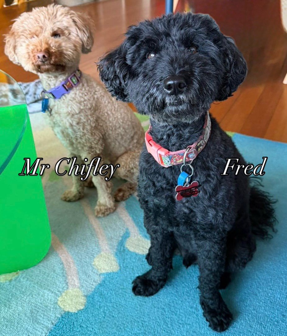 Erica Cervini tweet media