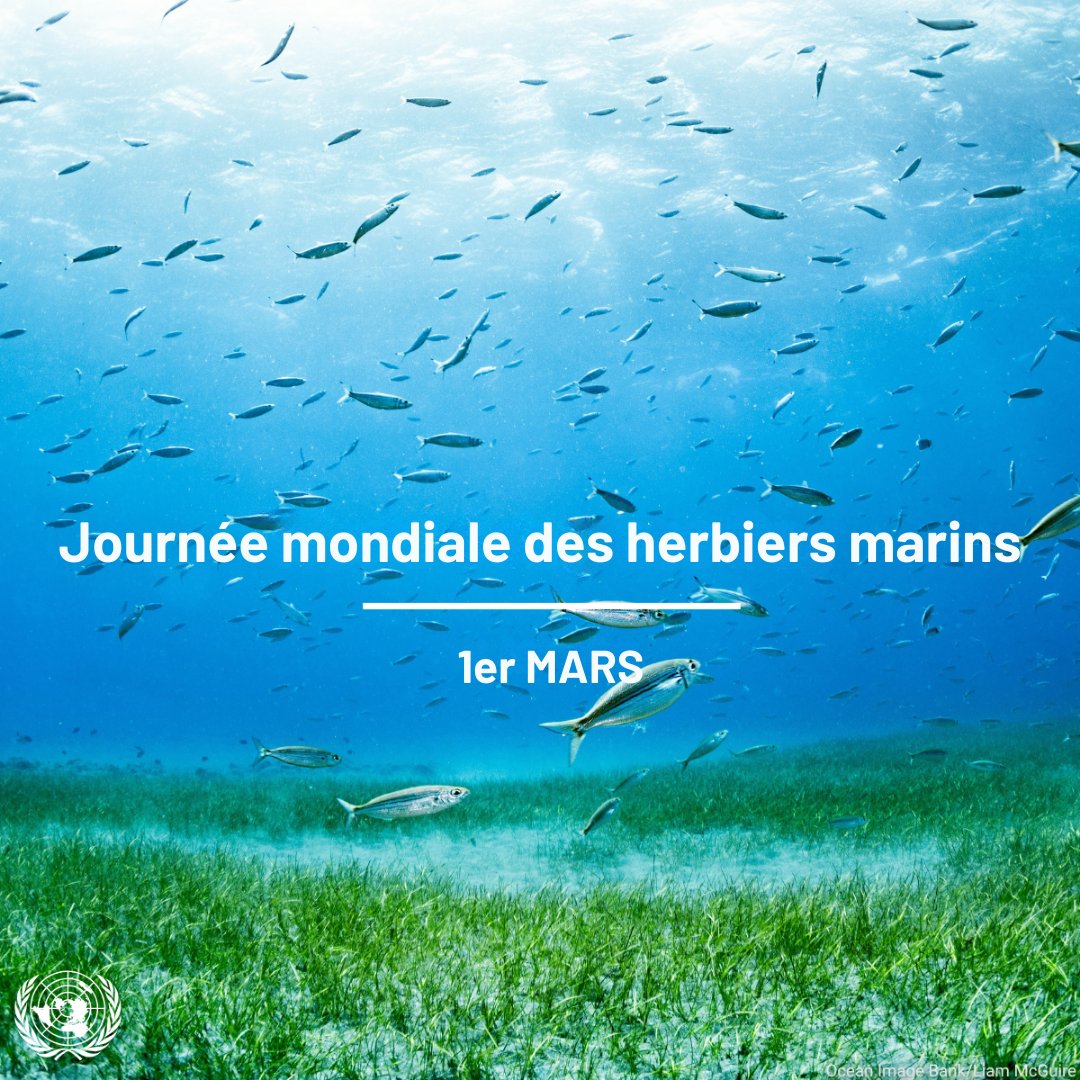 Nations Unies (ONU) tweet media