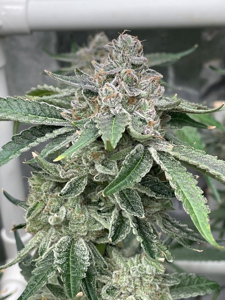 Cyberfire3000's tweet photo. P.O.W. aka Prisoner Of War #3
(Sour Diesel x SD Warheads)

Sour Diesel = JayPlantSpeaker cut

SD Warheads = Apple Fritter x (Sour Diesel x Animal Cookies BX2 (Seed Junky cut)) https://t.co/husEngpL1J