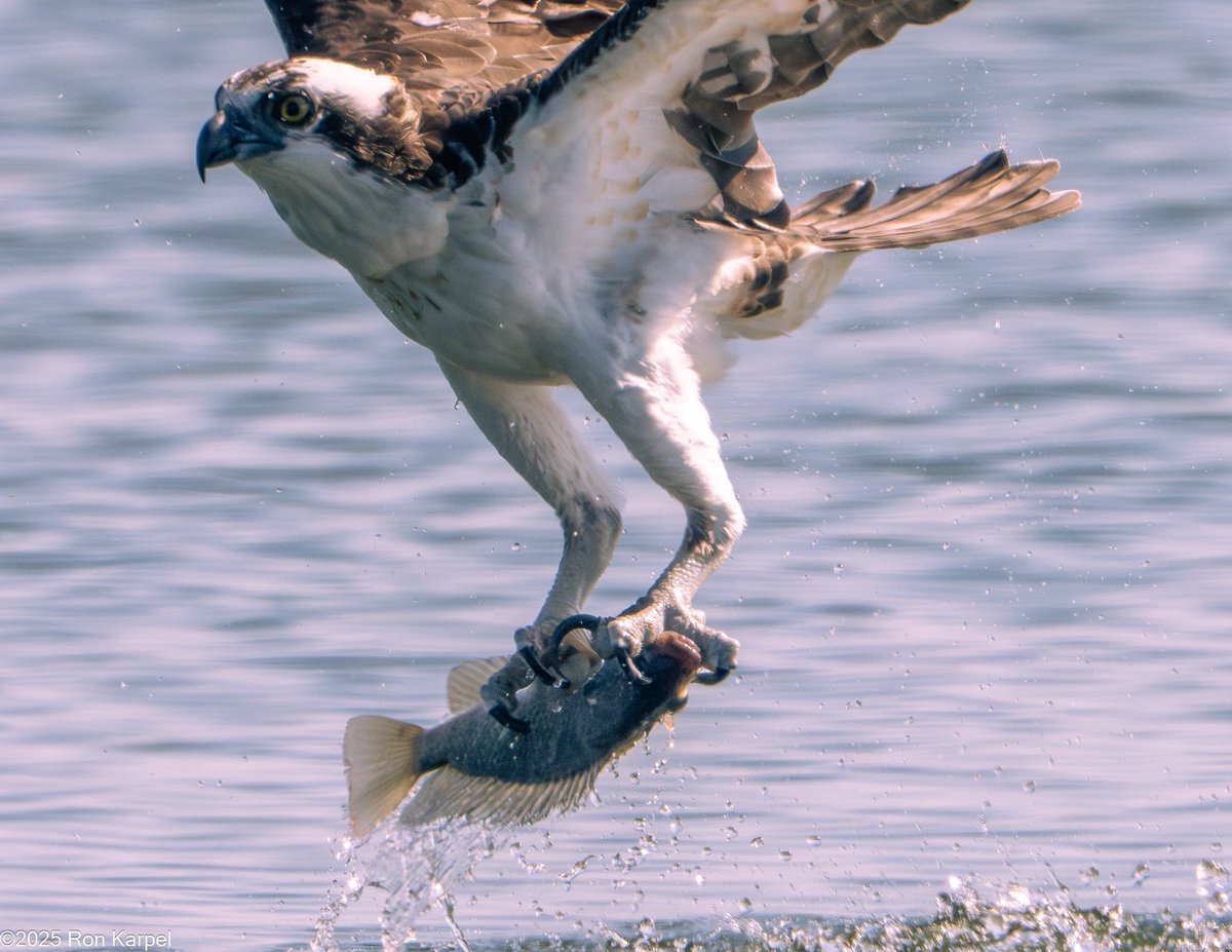 Ron Karpel tweet media