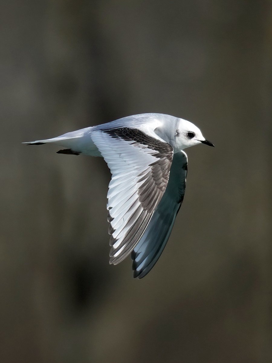 Gary Watton tweet media