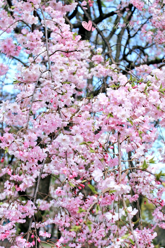Reina_dream8's tweet photo. 🌸🌸♡.｡.:+・ﾟ🌸❀🌸ﾟ・*:.｡.♡🌸🌸
　  春の光にそっと　包まれて
　花びらが語る　やさしい物語
静かに息をするたび　心がほどけてゆく
3月もよろしくお願いします(๑•ᴗ•๑)♡
#八重紅枝垂れ桜 #桜 #cherryblossom
桜井麗奈🤍🩷@Reina_dream8🩷🤍
🌸🌸♡.｡.:+・ﾟ🌸❀🌸ﾟ・*:.｡.♡🌸🌸 https://t.co/ObCVQ56VIW