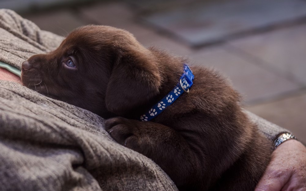 Bruadarach Labradors 🏴󠁧󠁢󠁳󠁣󠁴󠁿 tweet media