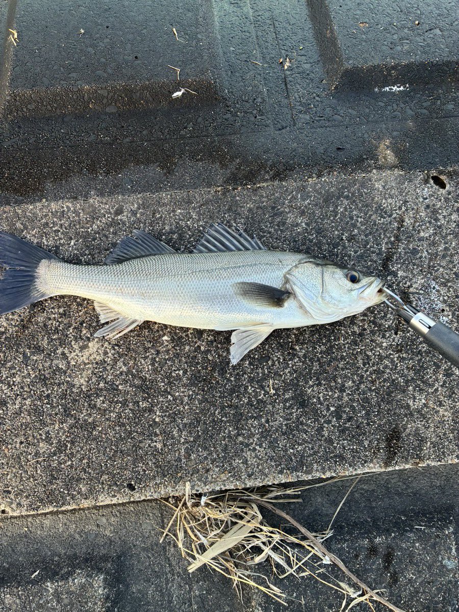 haru58333's tweet photo. 執念の1本🎣

＃常陸利根川
＃シーバス
＃Fishman
＃ビームスクローラ
＃シマノ
＃22エクスセンスDC
＃ダイワ
＃スイッチヒッター85S
＃釣り https://t.co/Dzo5Gf0zkG