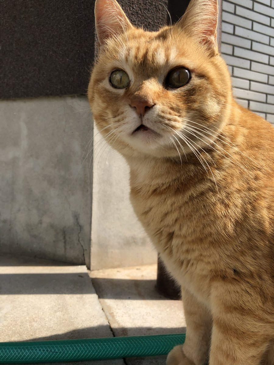 時をかける猫ニャ582 