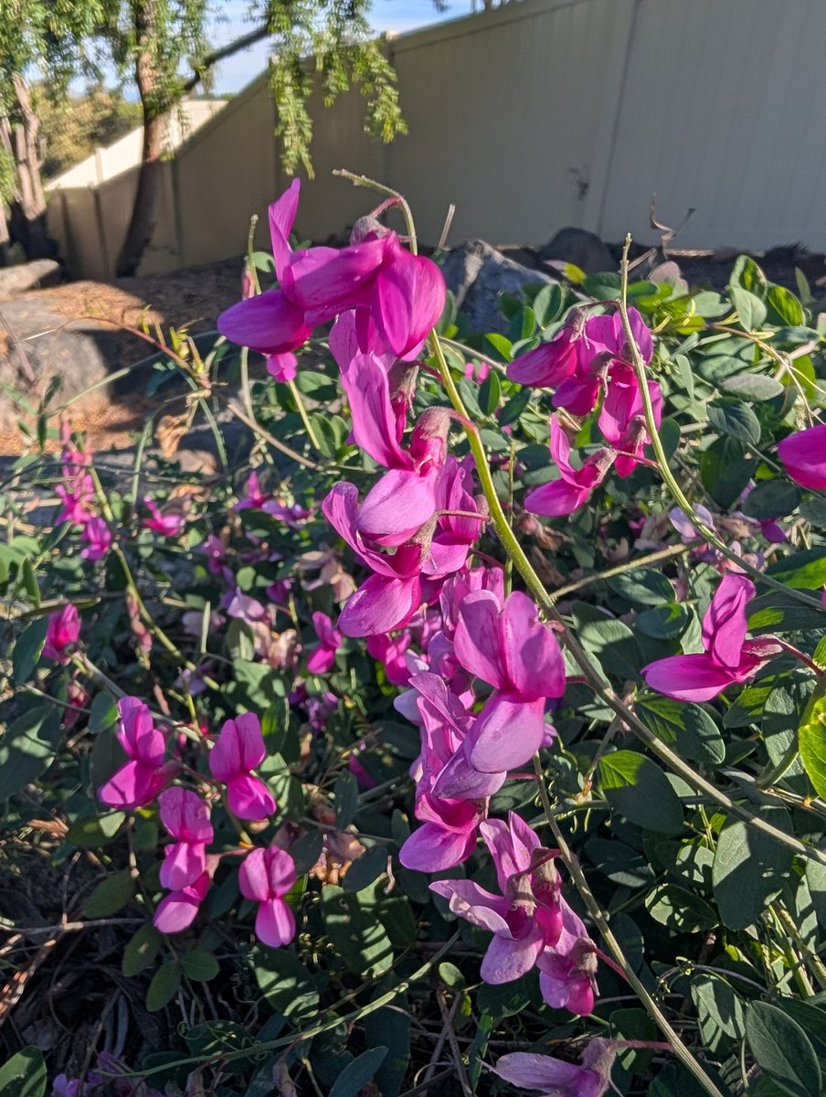 DavidRi25860212's tweet photo. Spring is finally starting up in our north facing yard. #canativeplants https://t.co/iUuCH66JrS